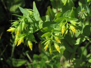 Cerinthe minor
