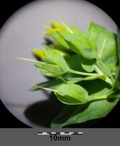 Cerinthe minor subsp. minor