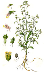Chaenorhinum minus subsp. minus