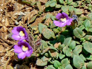 Chaenorhinum origanifolium
