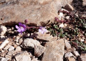 Chaenorhinum origanifolium subsp. origanifolium