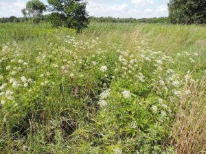 Chaerophyllum aromaticum