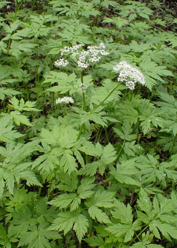 Chaerophyllum hirsutum
