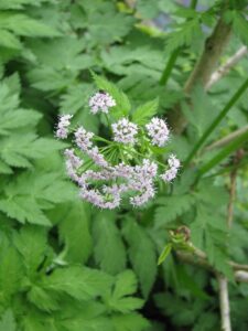 Chaerophyllum roseum