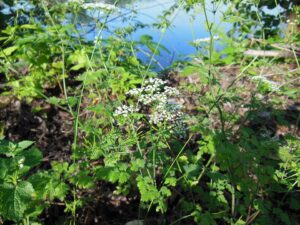 Chaerophyllum temulum