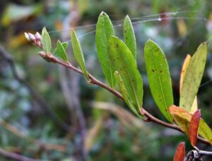 Chamaedaphne calyculata