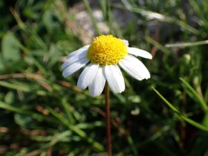 Chamaemelum fuscatum