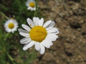 Chamaemelum nobile