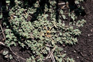 Euphorbia maculata