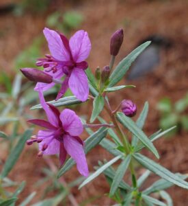Epilobium fleischeri