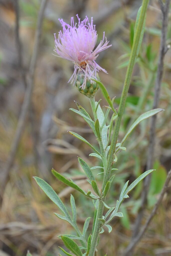 Cheirolophus intybaceus subsp. intybaceus