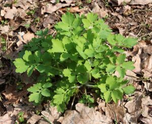Chelidonium majus