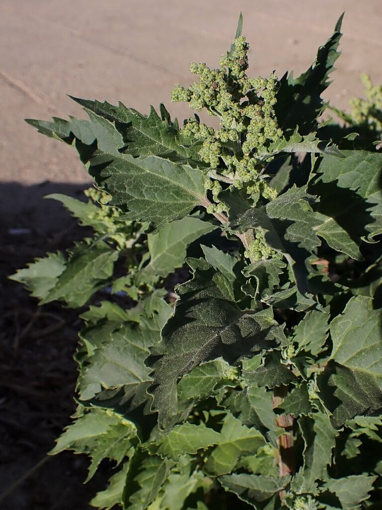 Chenopodiastrum murale