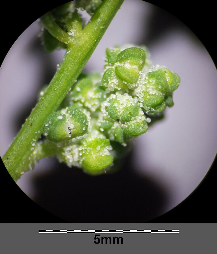 Chenopodium opulifolium