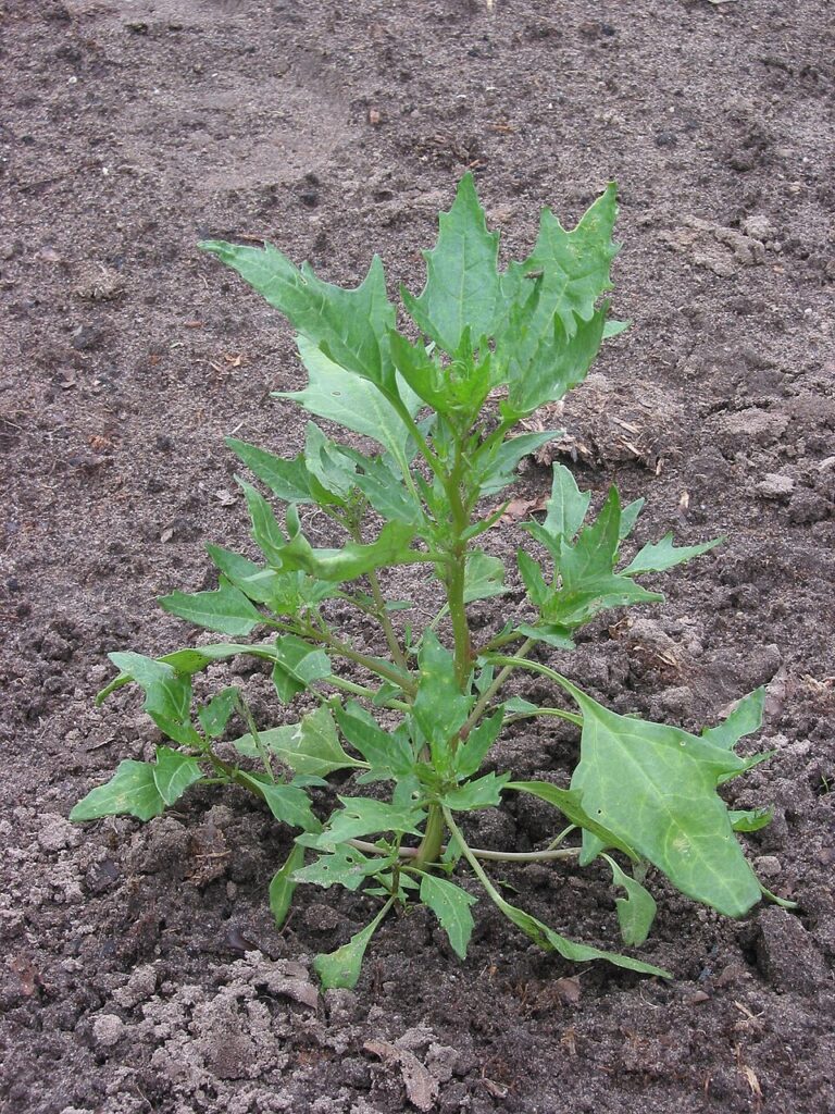 Oxybasis rubra