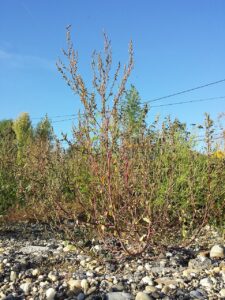Chenopodium eustriatum