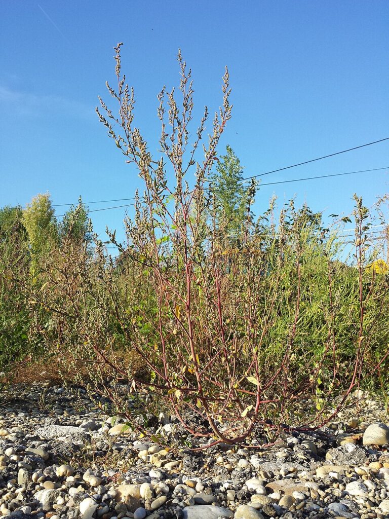 Chenopodium eustriatum