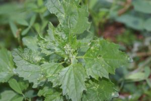 Chenopodium suecicum