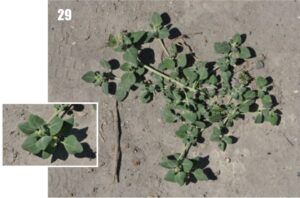Chenopodium vulvaria