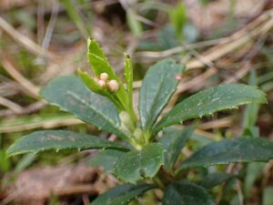 Chimaphila umbellata