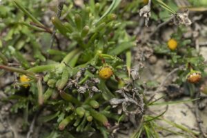 Chlamydophora tridentata