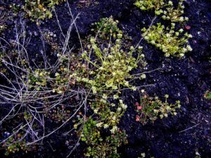 Cochlearia groenlandica