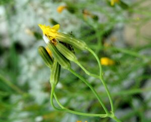 Chondrilla chondrilloides
