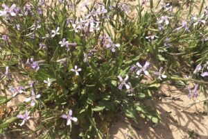 Chorispora tenella