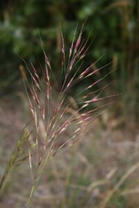 Chrysopogon gryllus