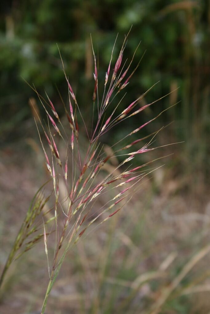 Chrysopogon gryllus