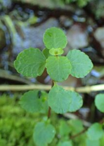 Chrysosplenium dubium