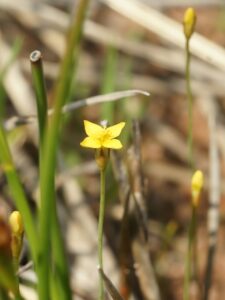 Cicendia filiformis