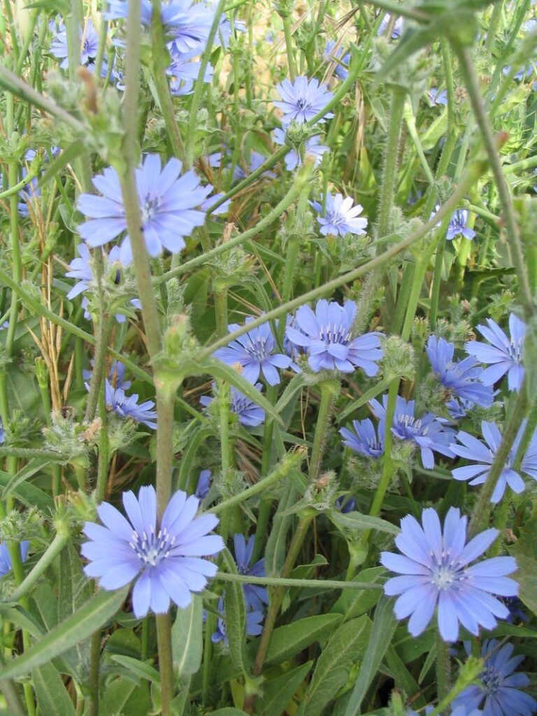 Cichorium pumilum