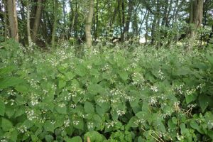 Circaea lutetiana