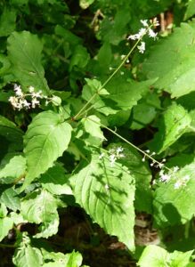 Circaea x intermedia