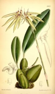Bulbophyllum nocturnum