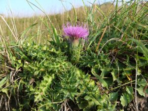 Cirsium acaulon subsp. acaulon