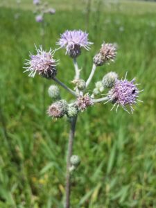 Cirsium brachycephalum