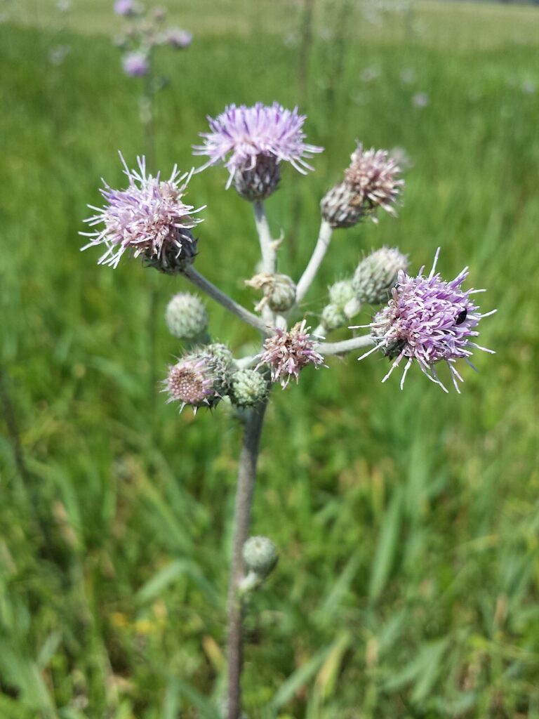 Cirsium brachycephalum