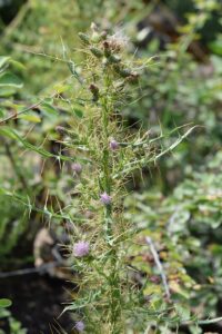 Cirsium creticum