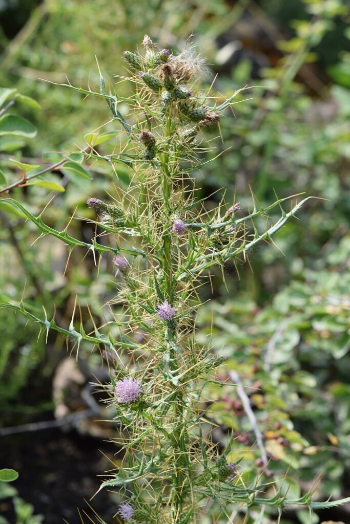 Cirsium creticum