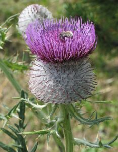 Cirsium ferox