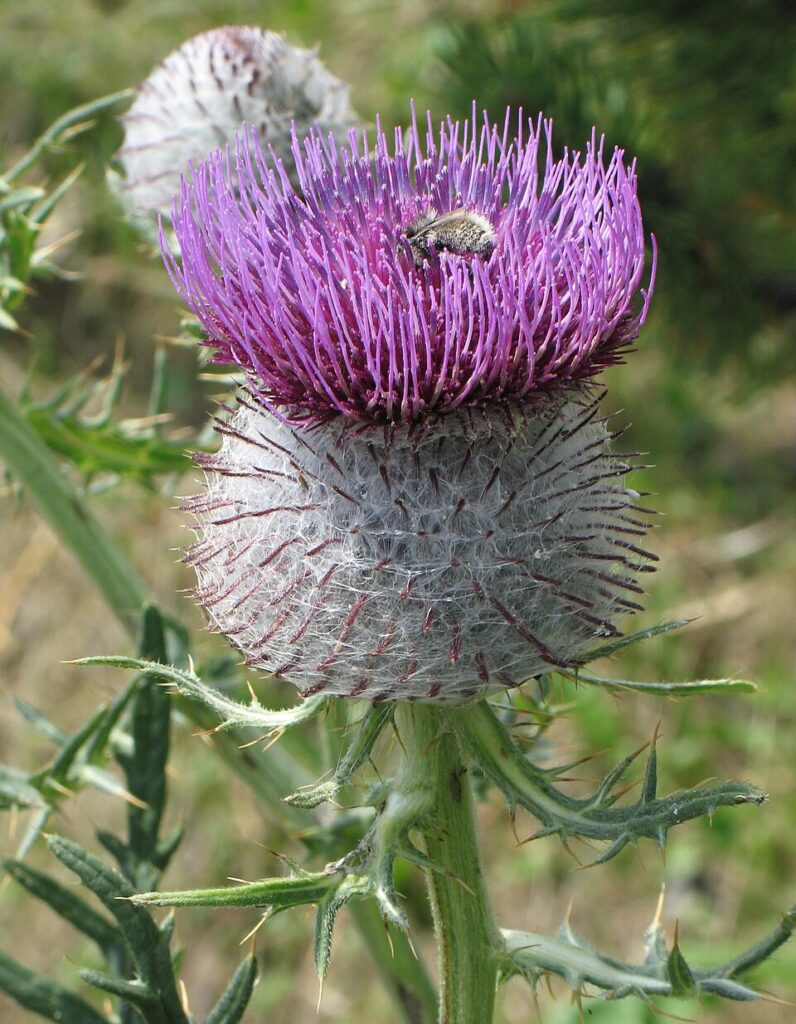 Cirsium ferox
