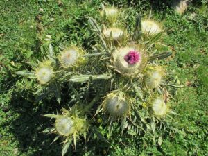 Cirsium richterianum subsp. richterianum