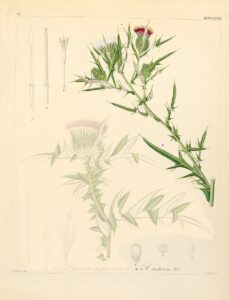 Cirsium italicum