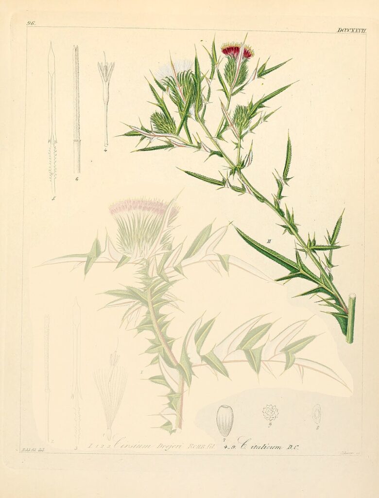 Cirsium italicum