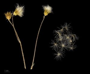 Cirsium monspessulanum