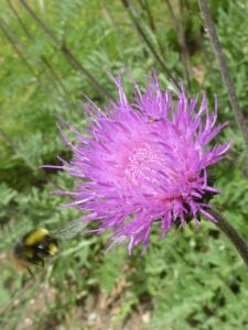 Cirsium tuberosum