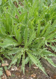 Cirsium tymphaeum