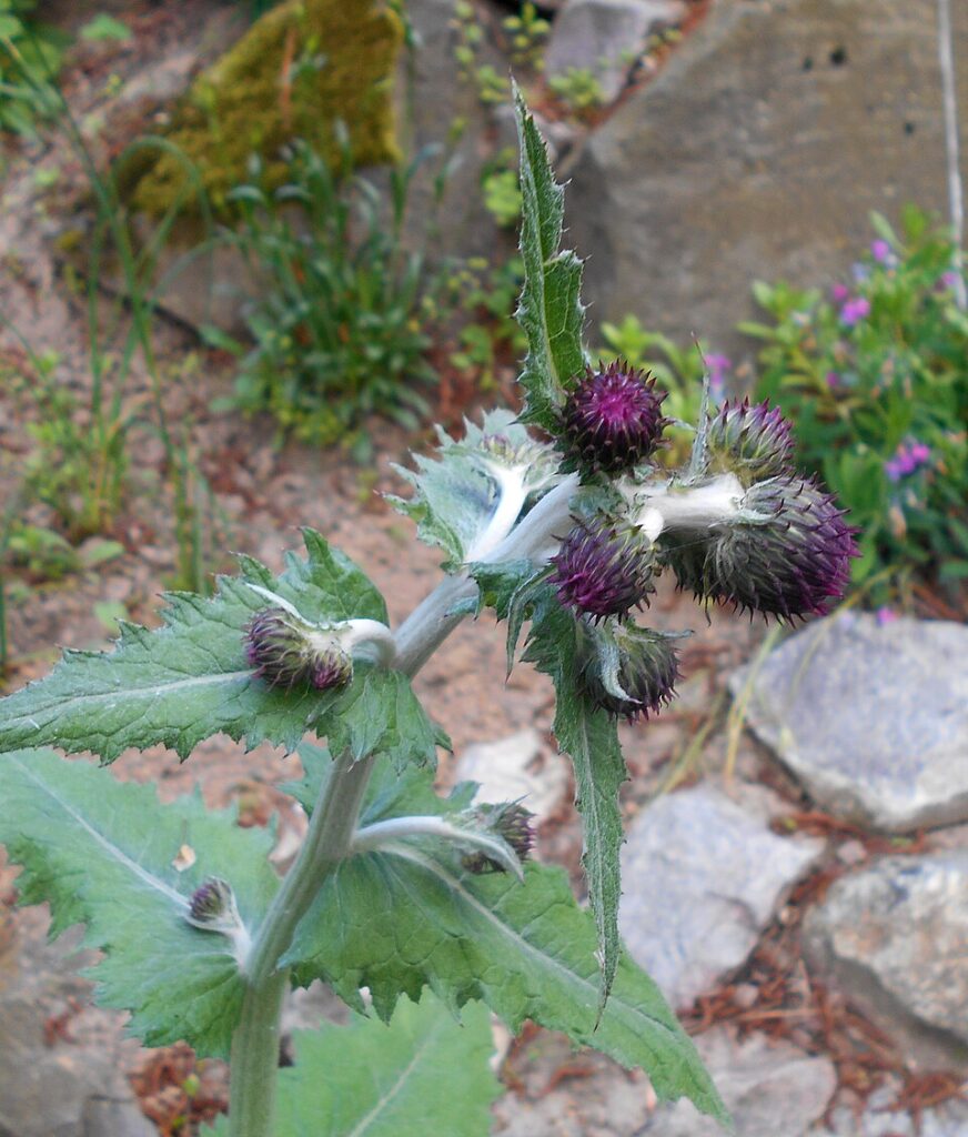 Cirsium waldsteinii